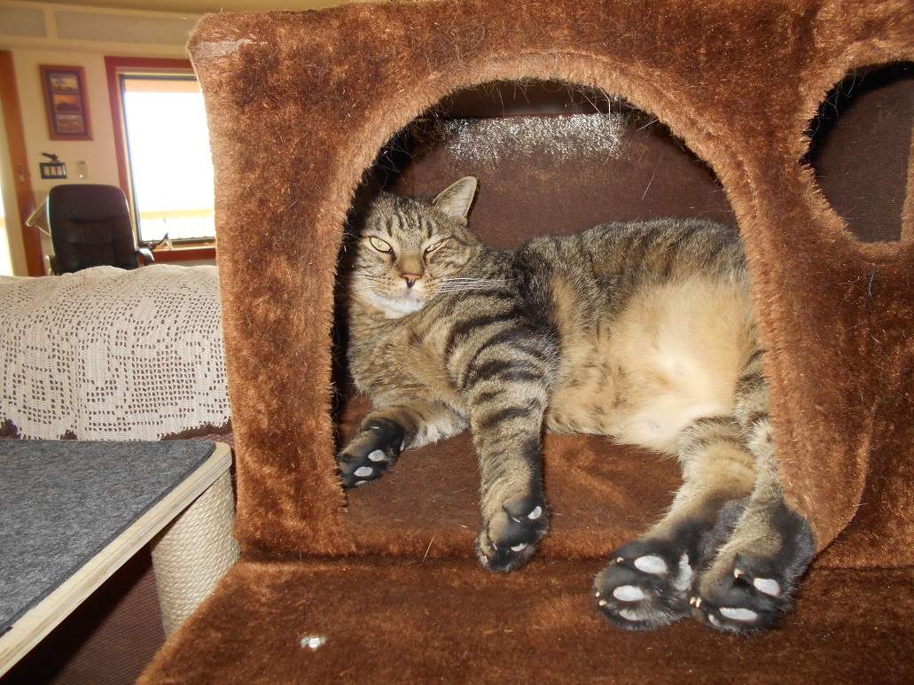 Solve Thomas can get back into his house on the large cat tree
