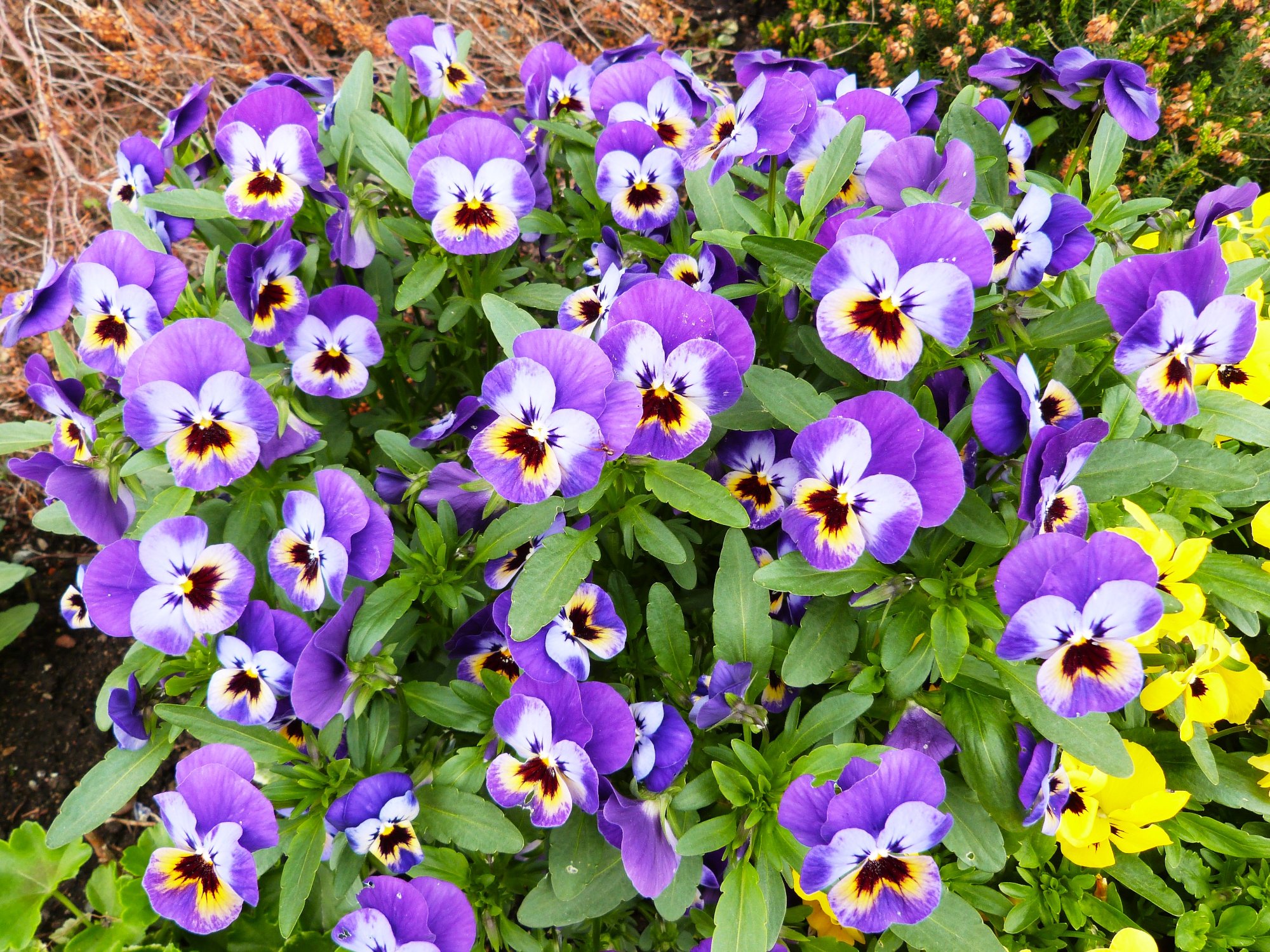 Solve Violas jigsaw puzzle online with 154 pieces