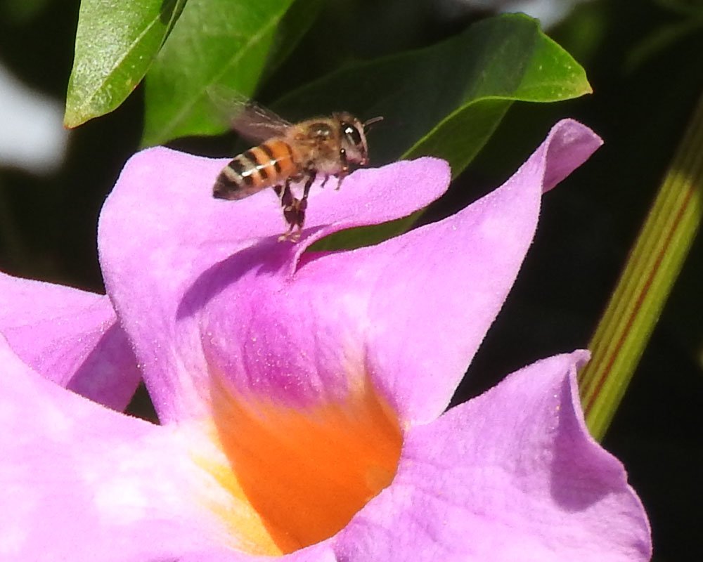 Solve Honeybee on Trumpet Flower, Palomar College, San Marcos