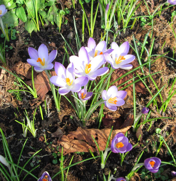 Solve Crocuses jigsaw puzzle online with 9 pieces