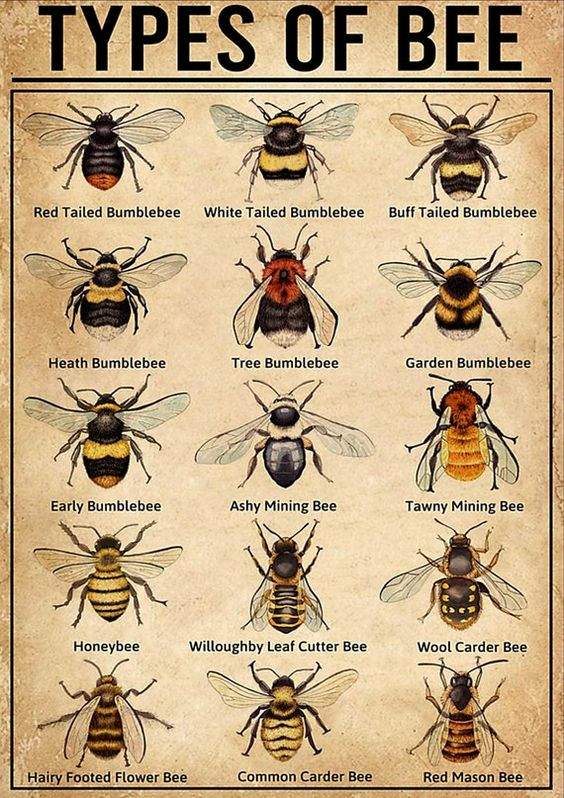 Solve Types of Bee - an old illustration / but still can't identify the ...