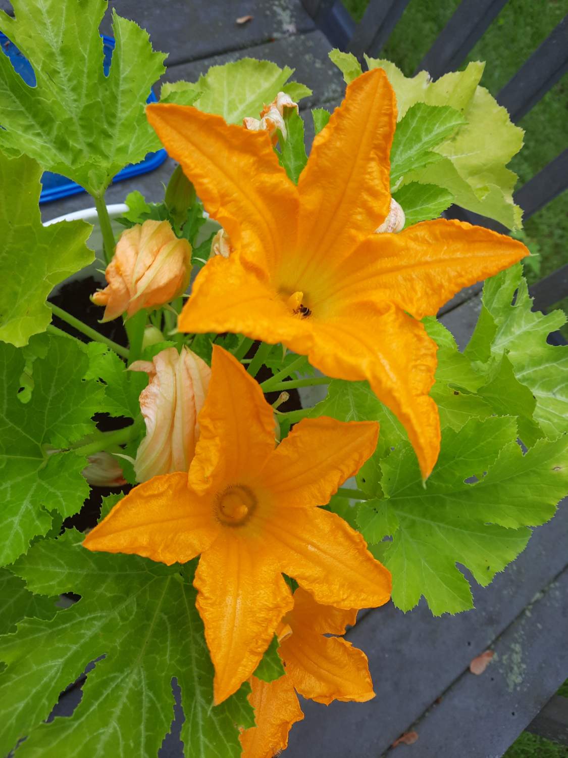 Solve Zucchini blossoms jigsaw puzzle online with 165 pieces