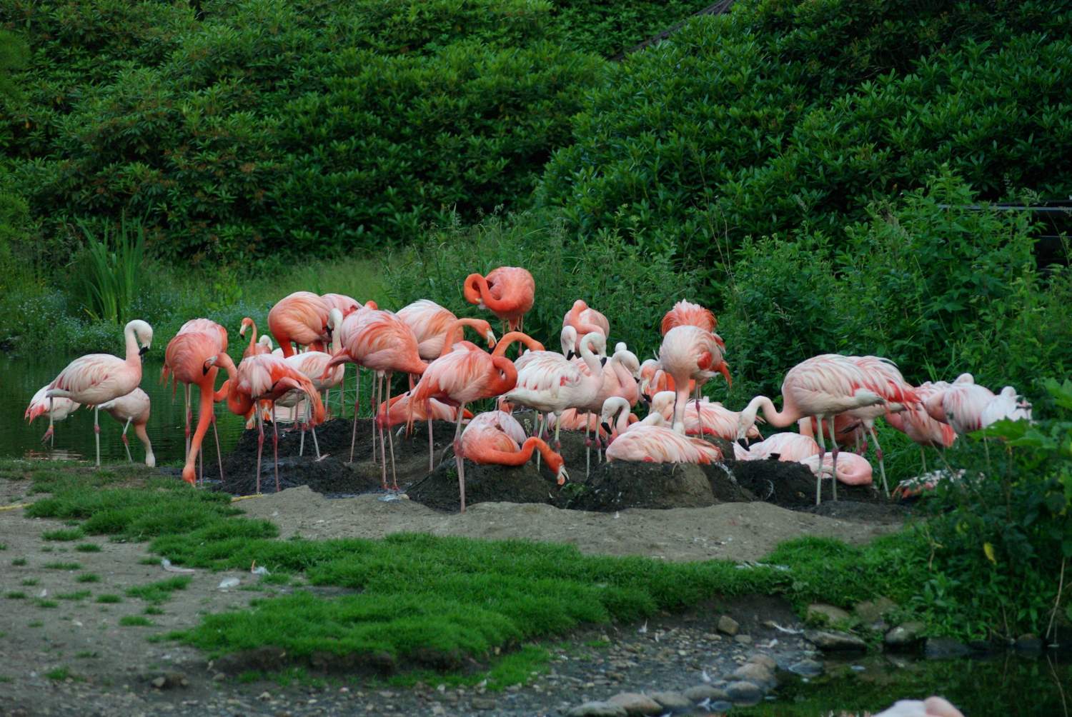 Solve VPR-Flamingo2 jigsaw puzzle online with 40 pieces