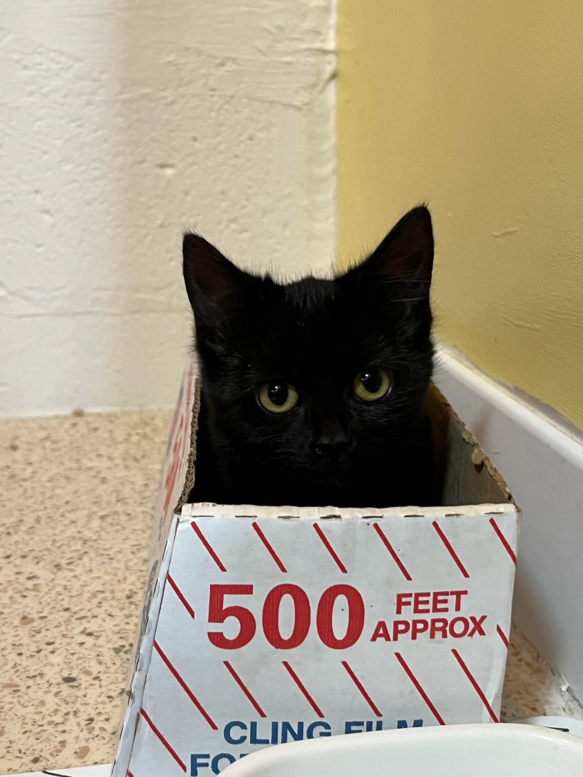 Solve Add a Caption! jigsaw puzzle online with 12 pieces