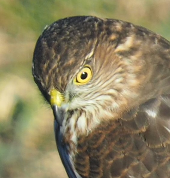 Solve Young Hawk jigsaw puzzle online with 25 pieces