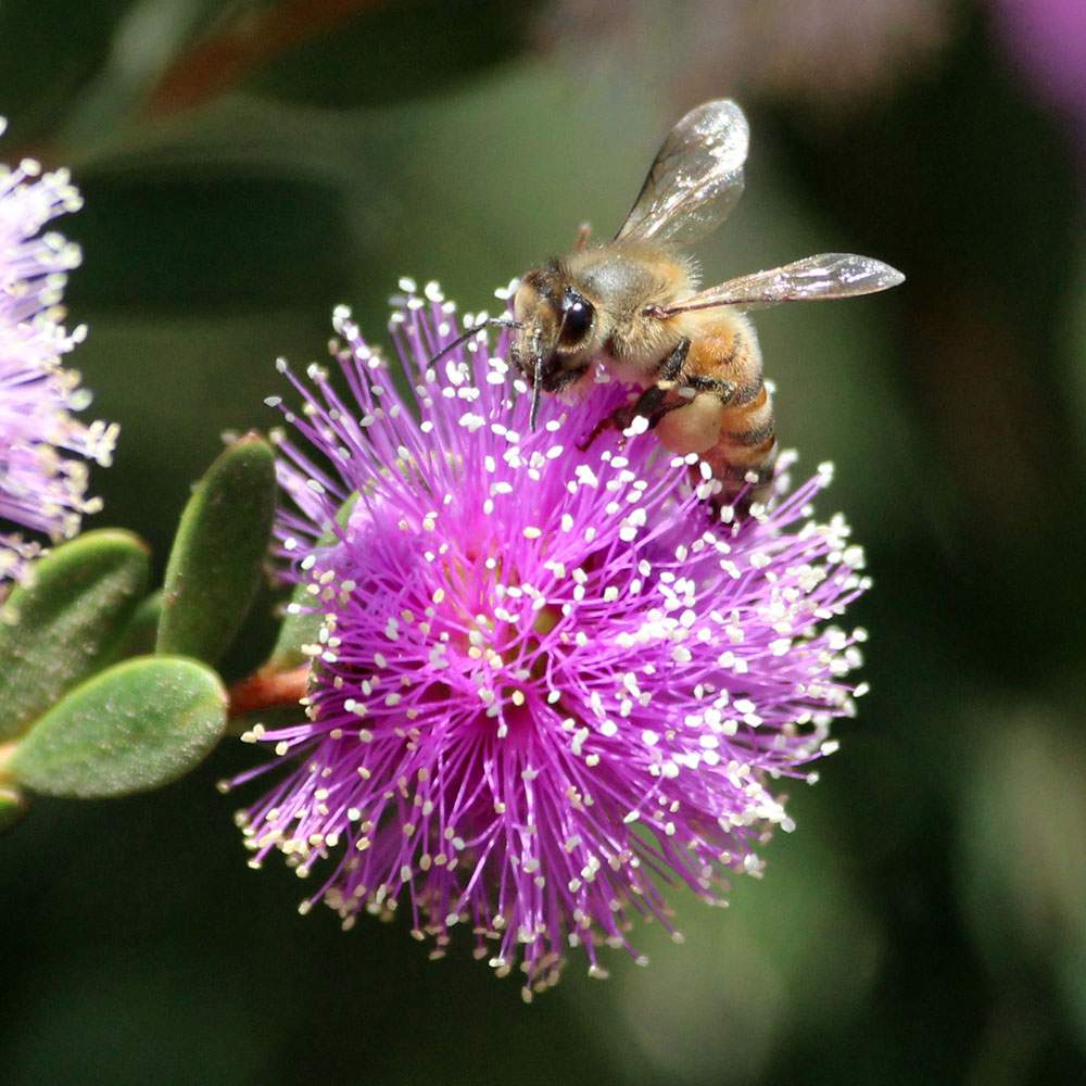Solve Honeybee on Showy HoneyMyrtle Flowers, Grand Avenue Bridge, Del