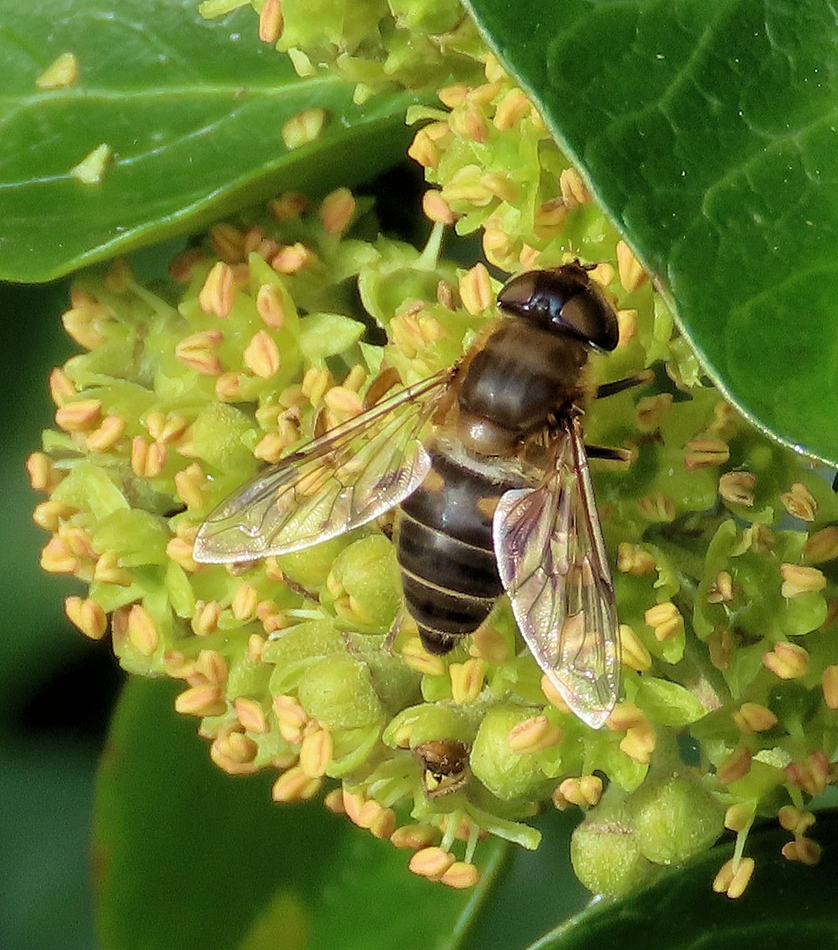 Jigsaw Puzzle 56 pieces tapered drone fly (kegelbijvlieg) Jigidi