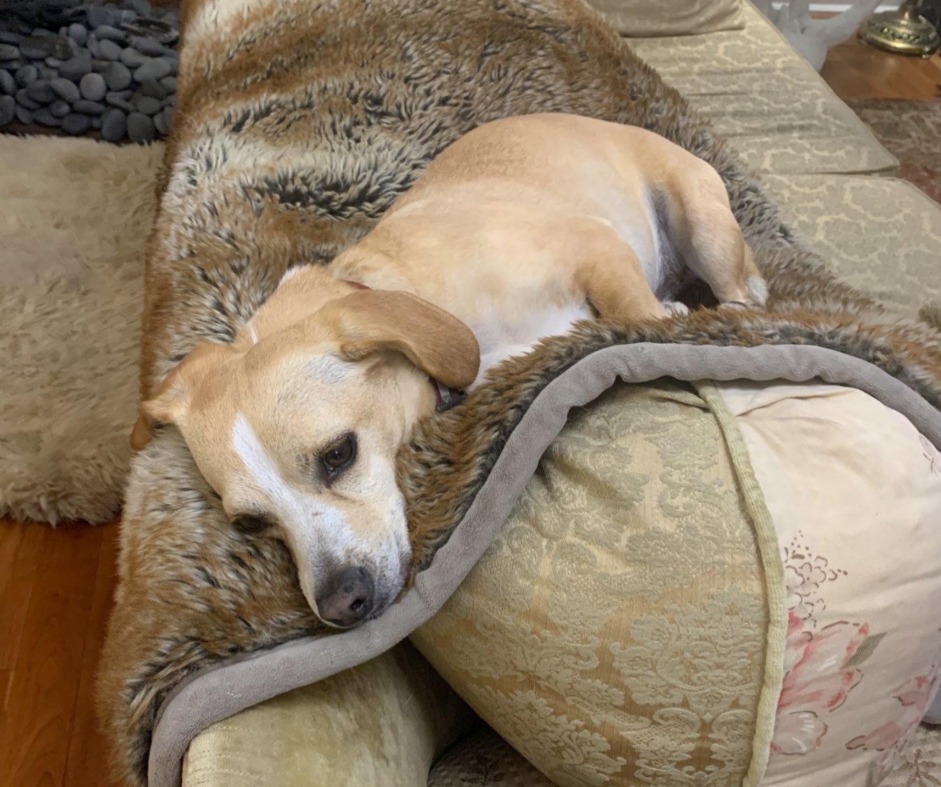 Solve Biscuit the dog jigsaw puzzle online with 20 pieces