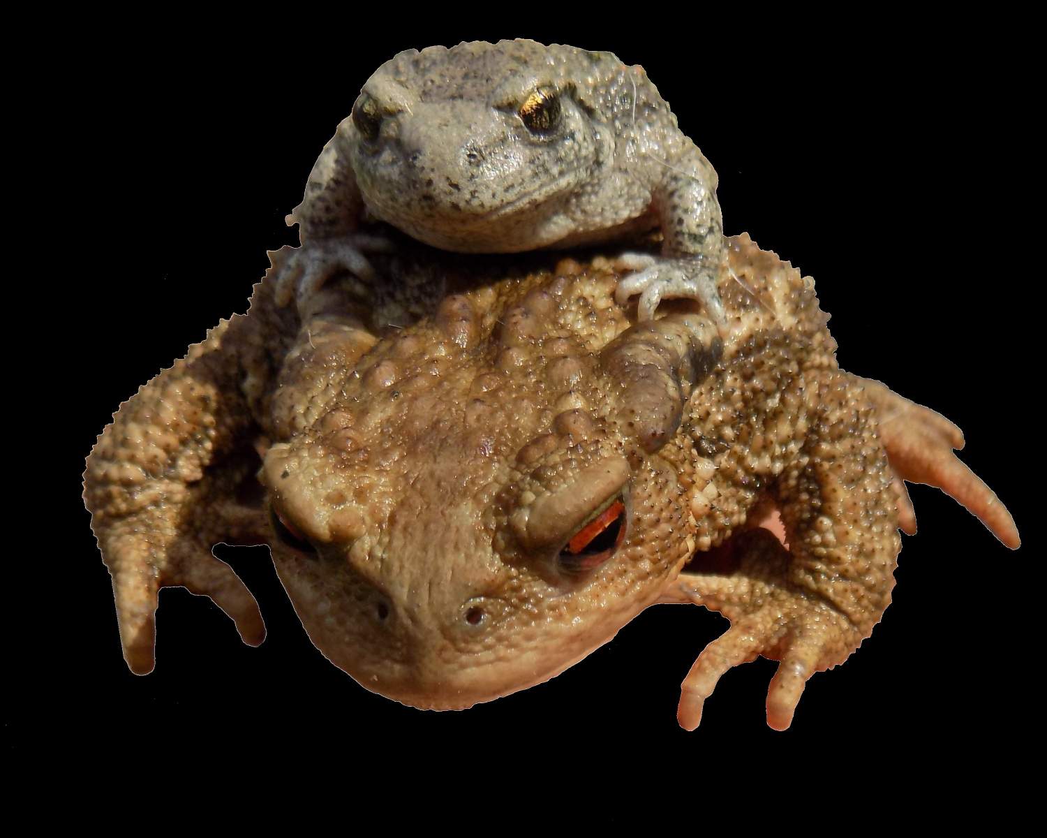 Solve crapaud buffle jigsaw puzzle online with 120 pieces