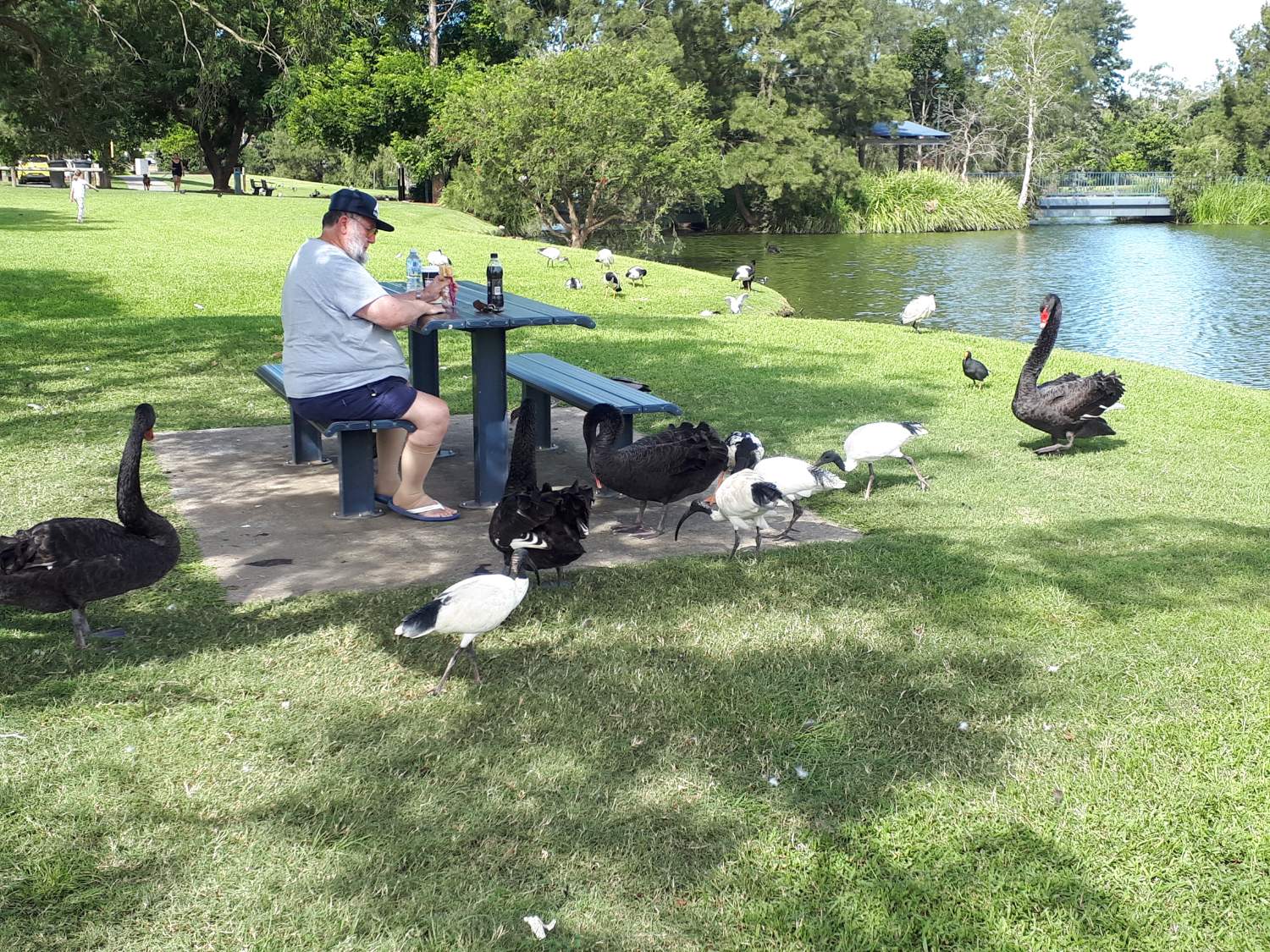 Gympie Bird Shop at Stickles blog