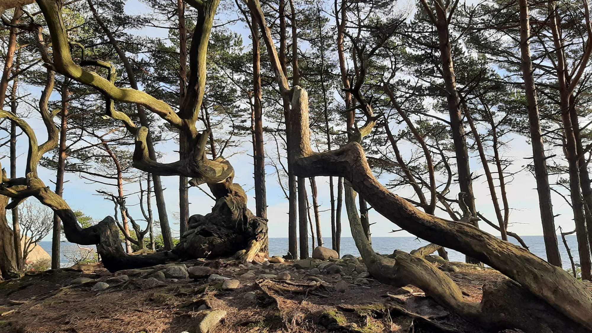 Solve Twisted trees jigsaw puzzle online with 91 pieces