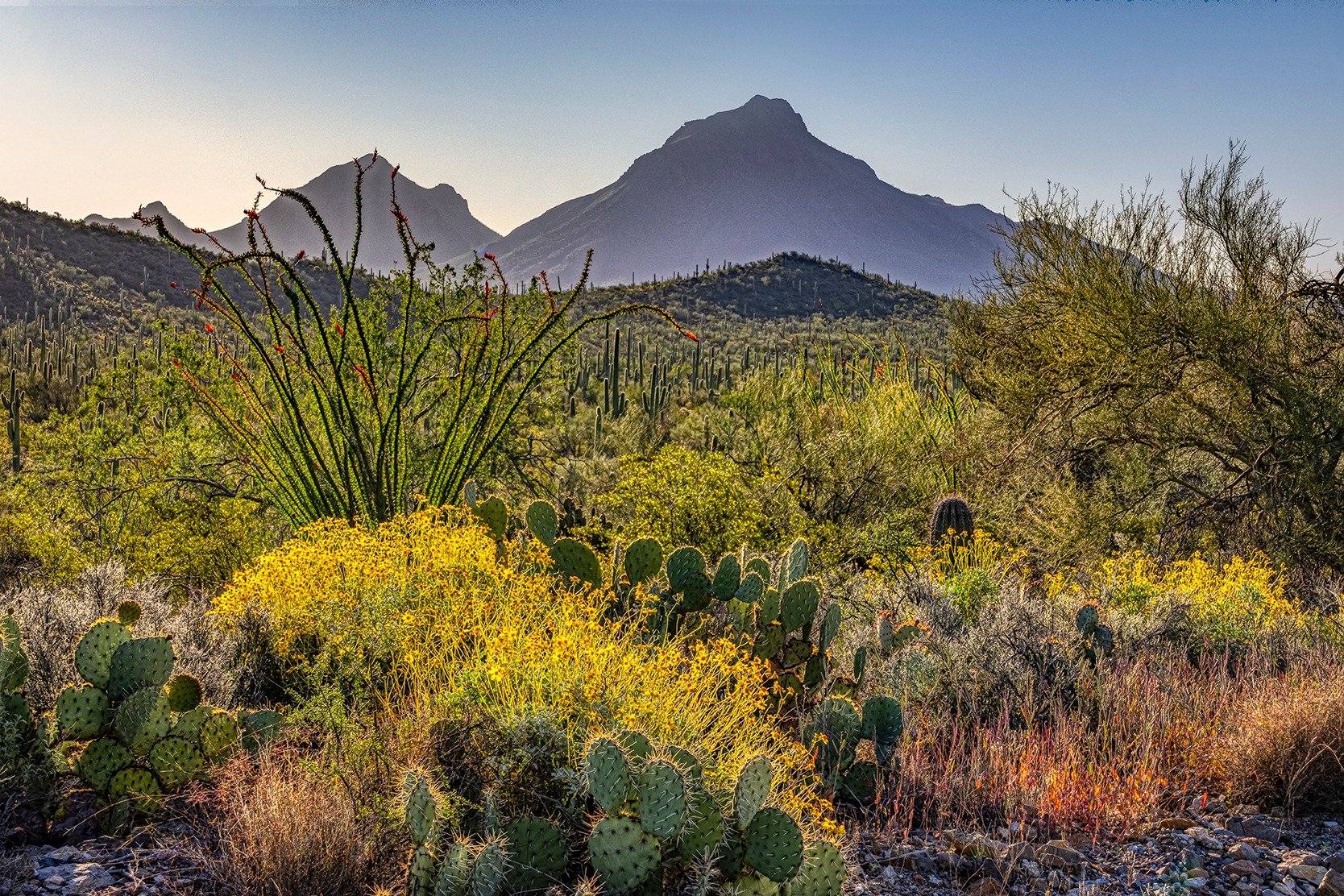 Solve Sonoran Desert in April jigsaw puzzle online with 494 pieces