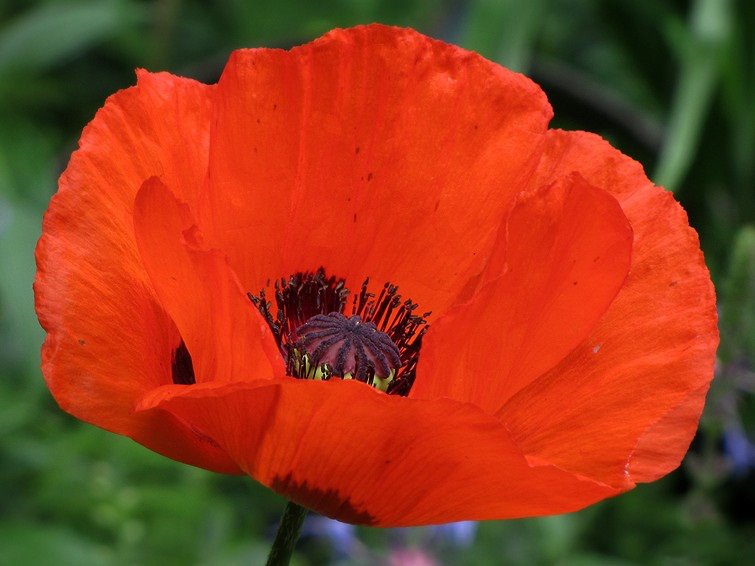 Solve 3 ~ ‘Powerful Poppy’ jigsaw puzzle online with 48 pieces