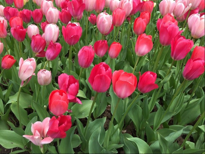 Solve A true tulip festival jigsaw puzzle online with 12 pieces