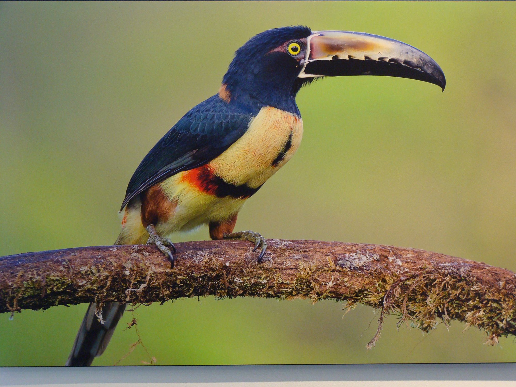 Solve bird jigsaw puzzle online with 192 pieces