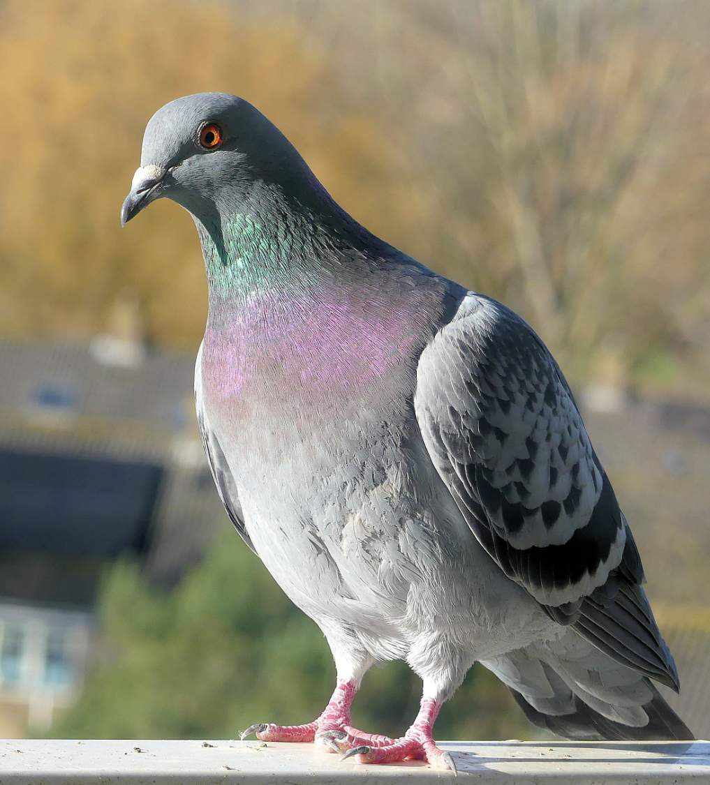 Stadsduif Solve pigeon on my balcony (stadsduif) jigsaw puzzle online with 42 pieces