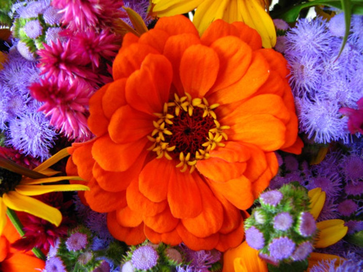 Solve Bright Splash Of Color!! jigsaw puzzle online with 63 pieces
