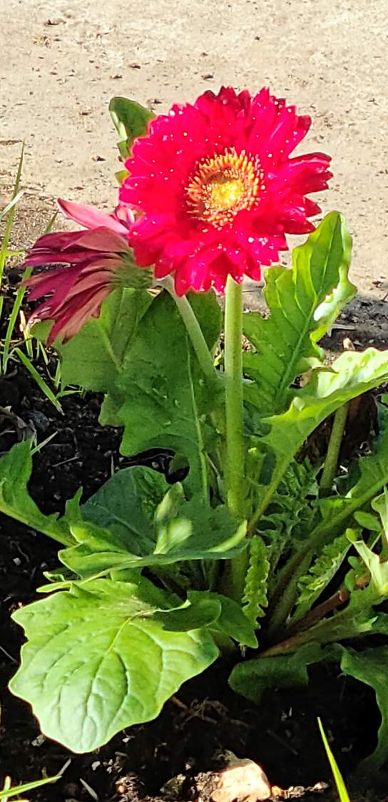 Solve Gerbera Daisy jigsaw puzzle online with 32 pieces