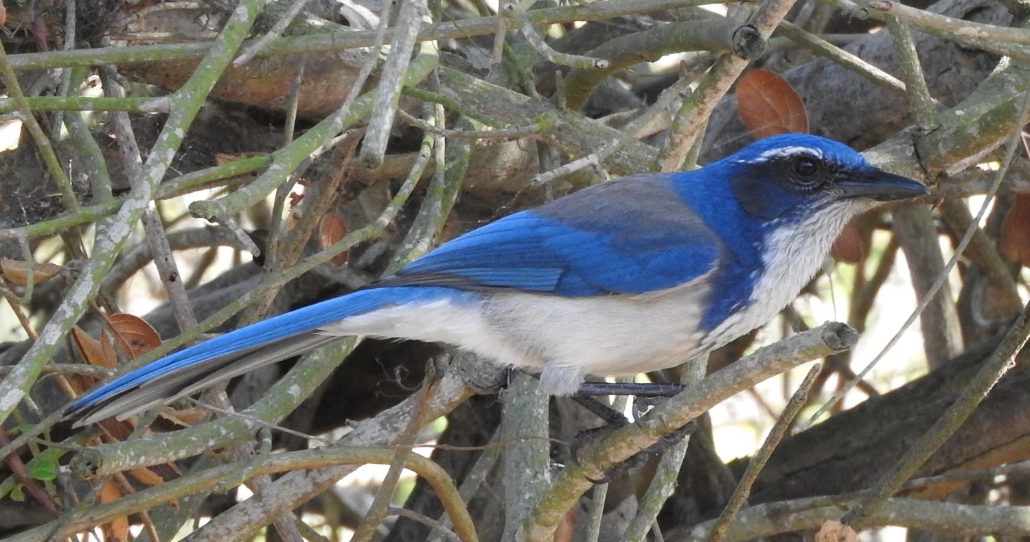 Solve California Scrub Jay, Discovery Lake, San Marcos, California ...