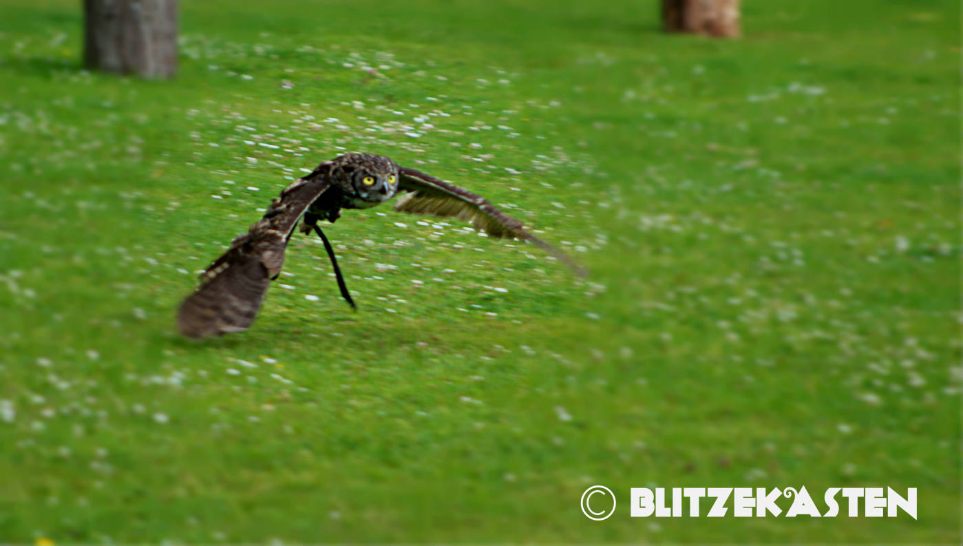 Solve float above the ground jigsaw puzzle online with 112 pieces