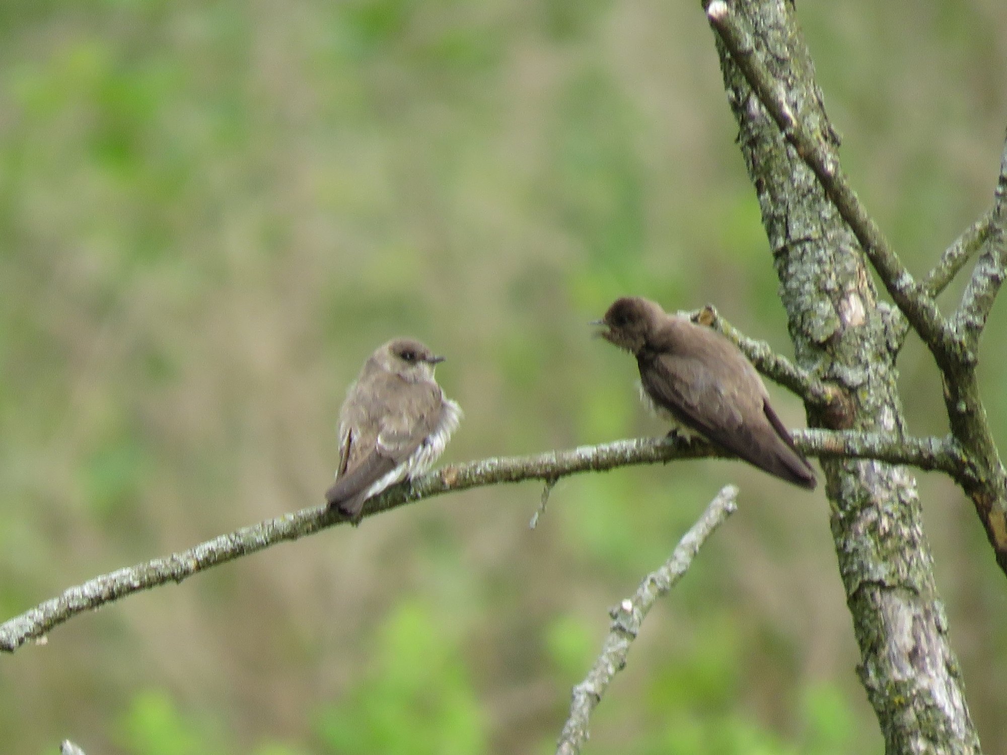 Solve "Whatcha talking about Willis?" jigsaw puzzle online with 80 pieces