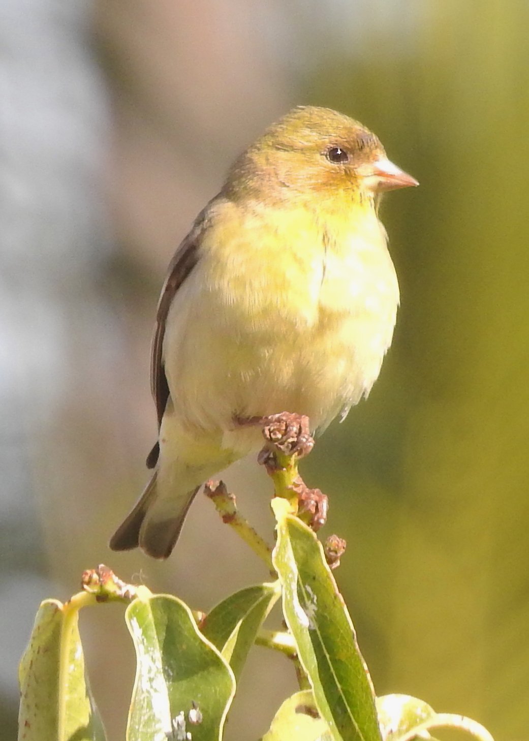 Solve Lesser Goldfinch Female in the front yard, San Marcos, California ...