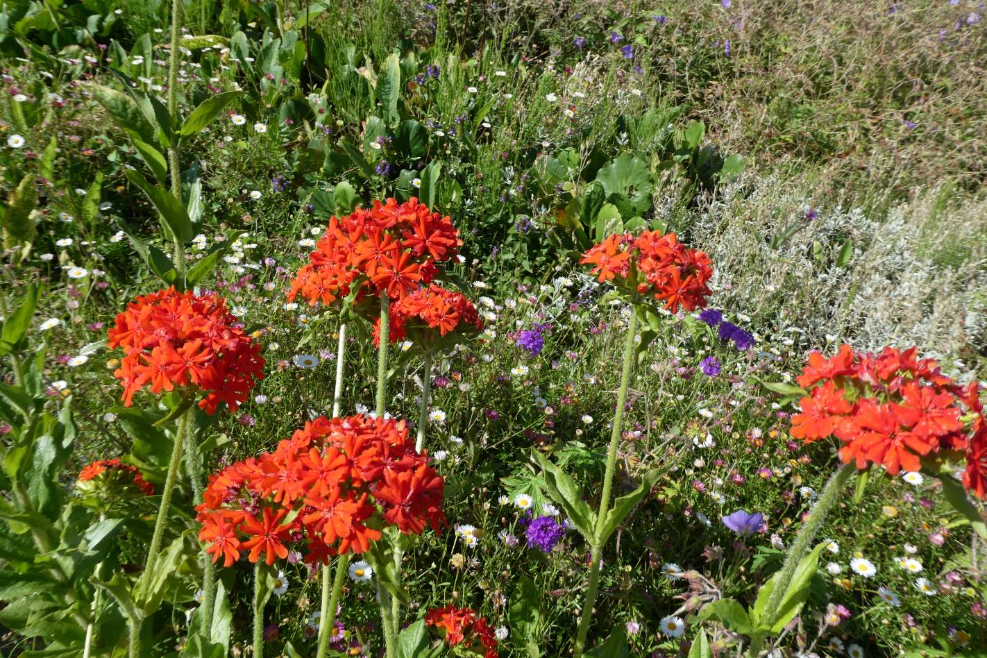 Solve 'Brandende liefde' (Burning Love!) / Silene chalcedonica jigsaw