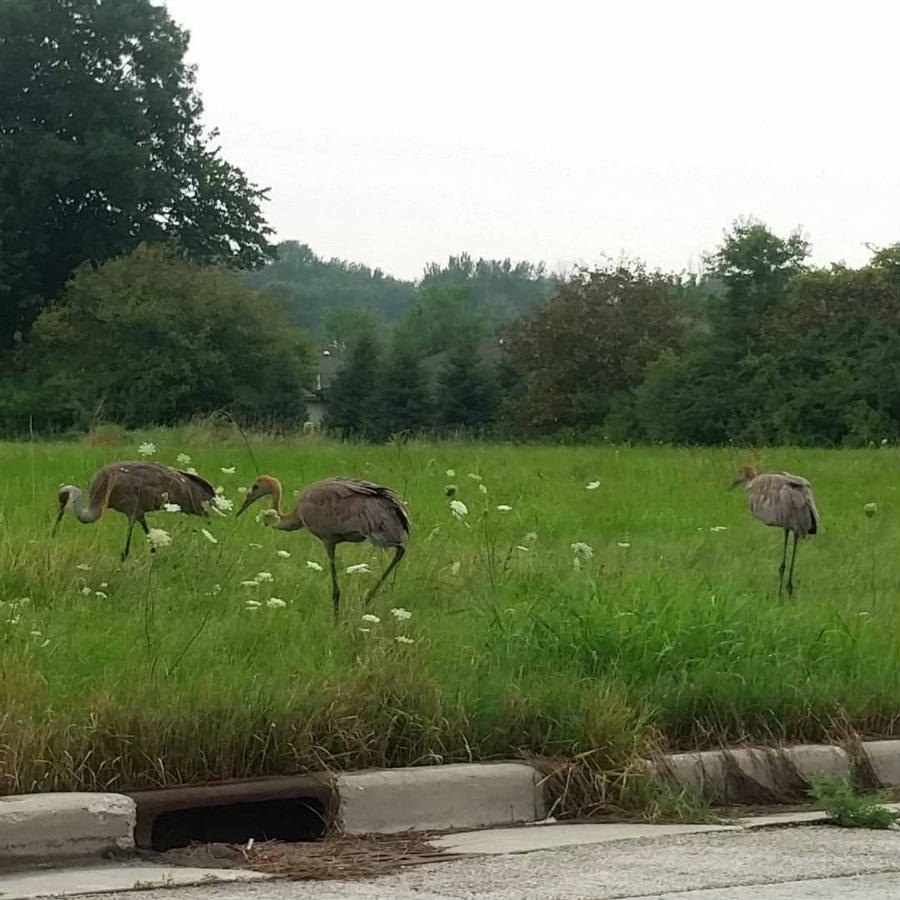 Sandhill Cranes On The Platte River