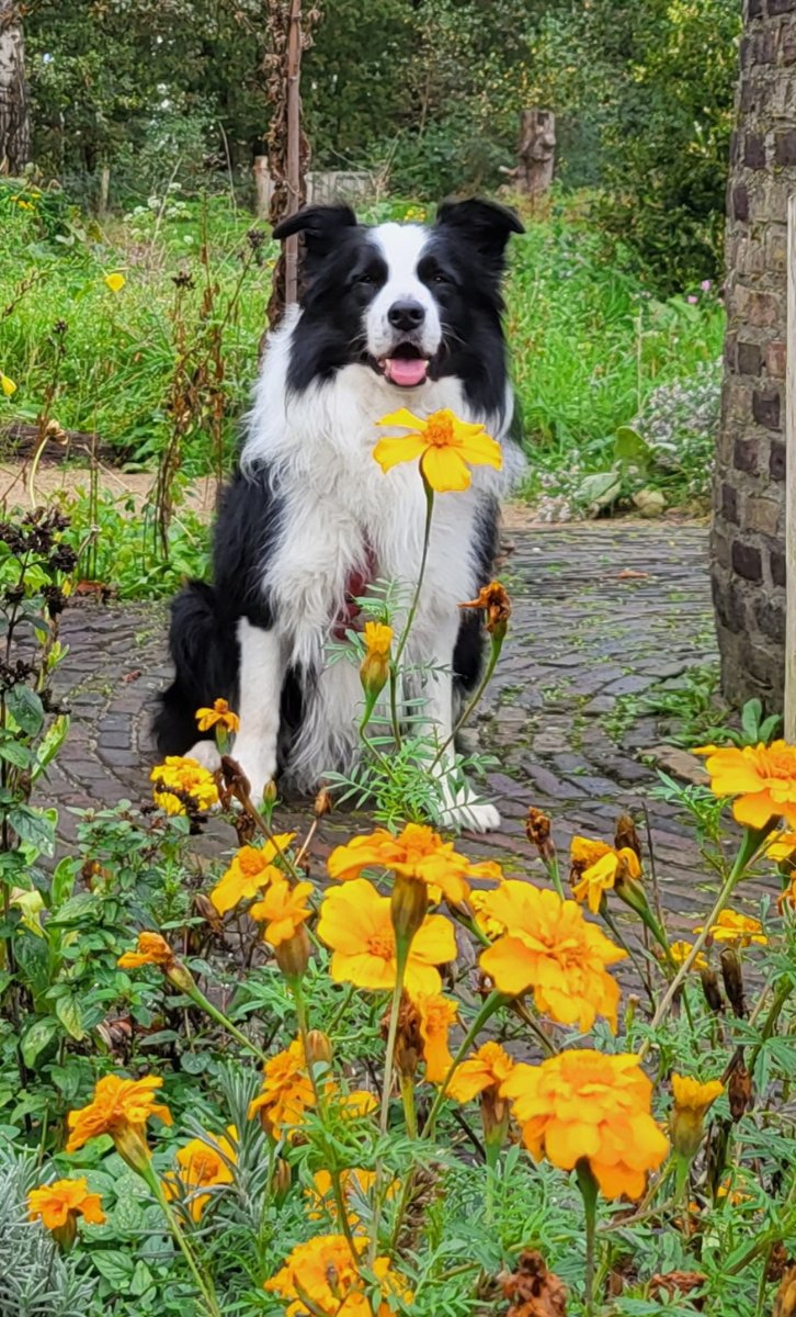 Solve Ollie on a walk ️ jigsaw puzzle online with 24 pieces