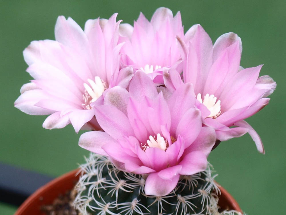 Solve Cactus flowering - 154 jigsaw puzzle online with 154 pieces
