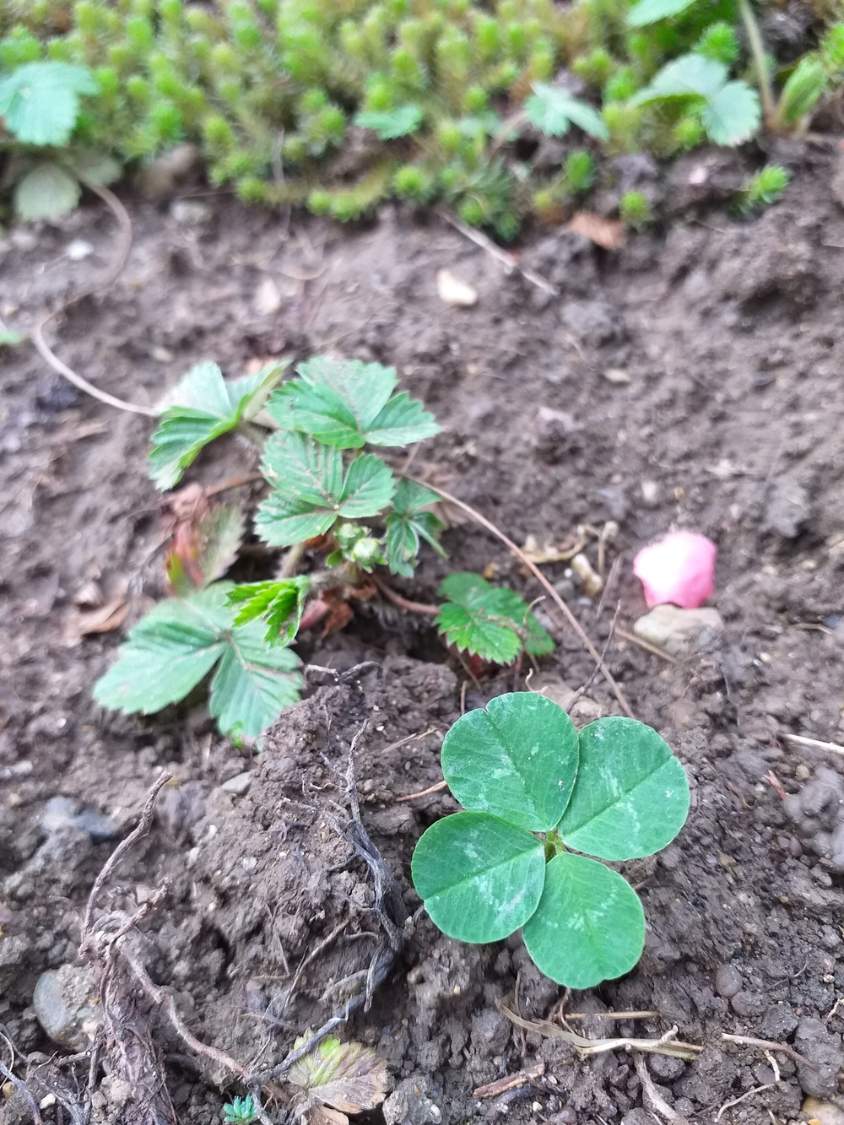 Solve Good luck! jigsaw puzzle online with 63 pieces