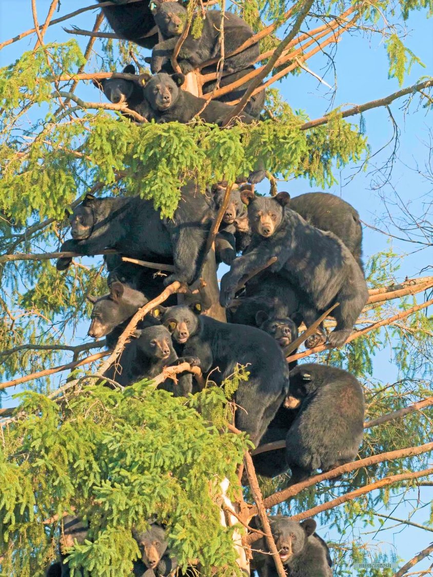 Solve Add a caption! jigsaw puzzle online with 12 pieces