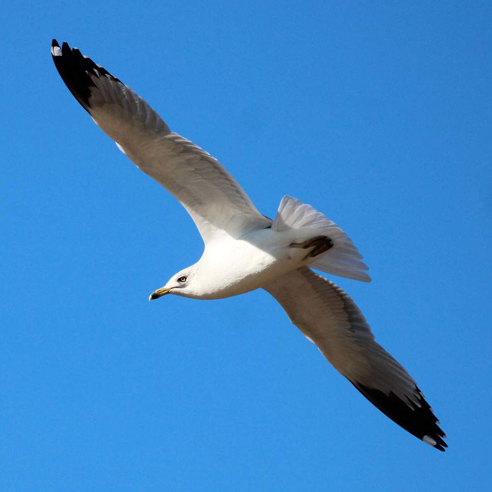 solve-ring-billed-gull-adult-buena-vista-park-vista-california