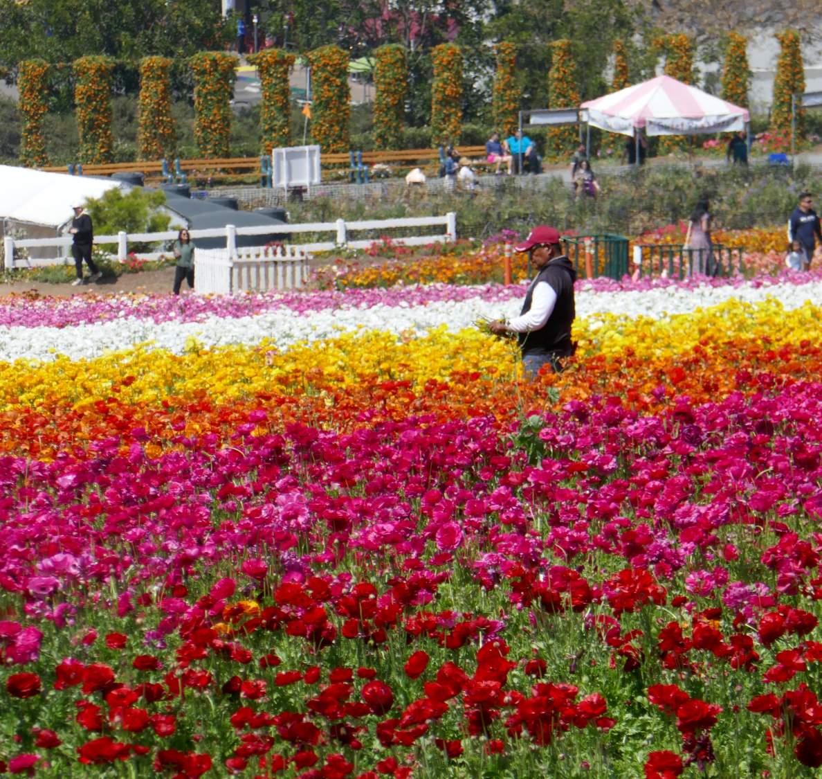 Solve Ranunculus fields in April jigsaw puzzle online with 90 pieces