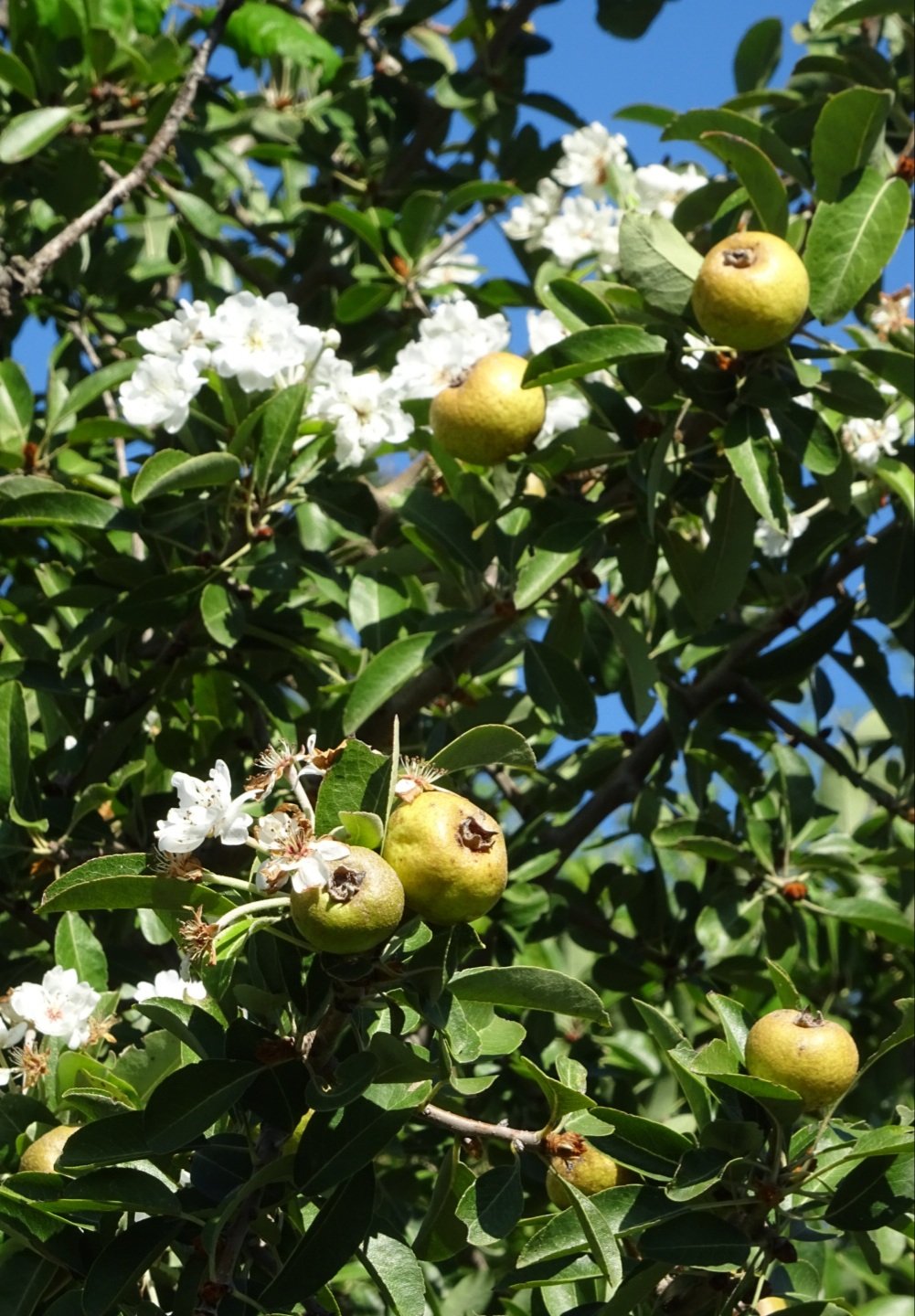 Solve wild pear, pyrus pyraster, at Pineto Park in Rome jigsaw puzzle ...