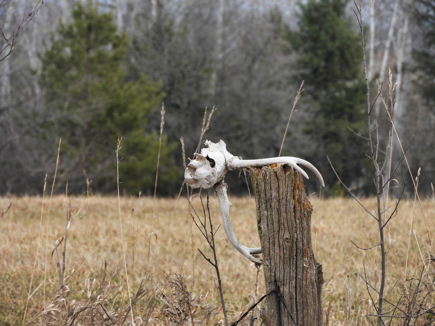 Solve Trophy jigsaw puzzle online with 20 pieces