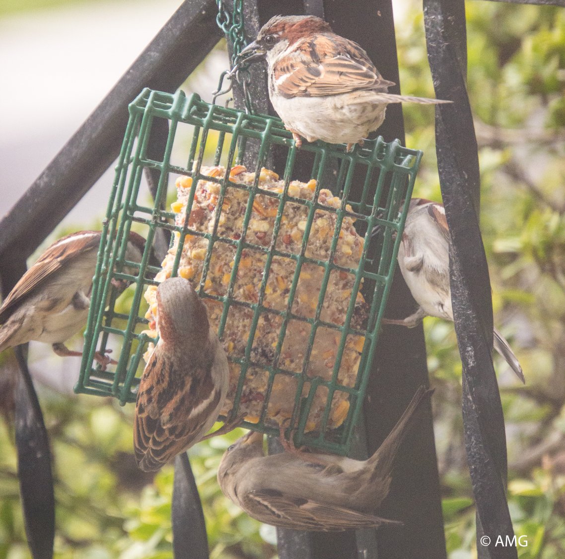 Solve My Sparrows Love Suet jigsaw puzzle online with 9 pieces