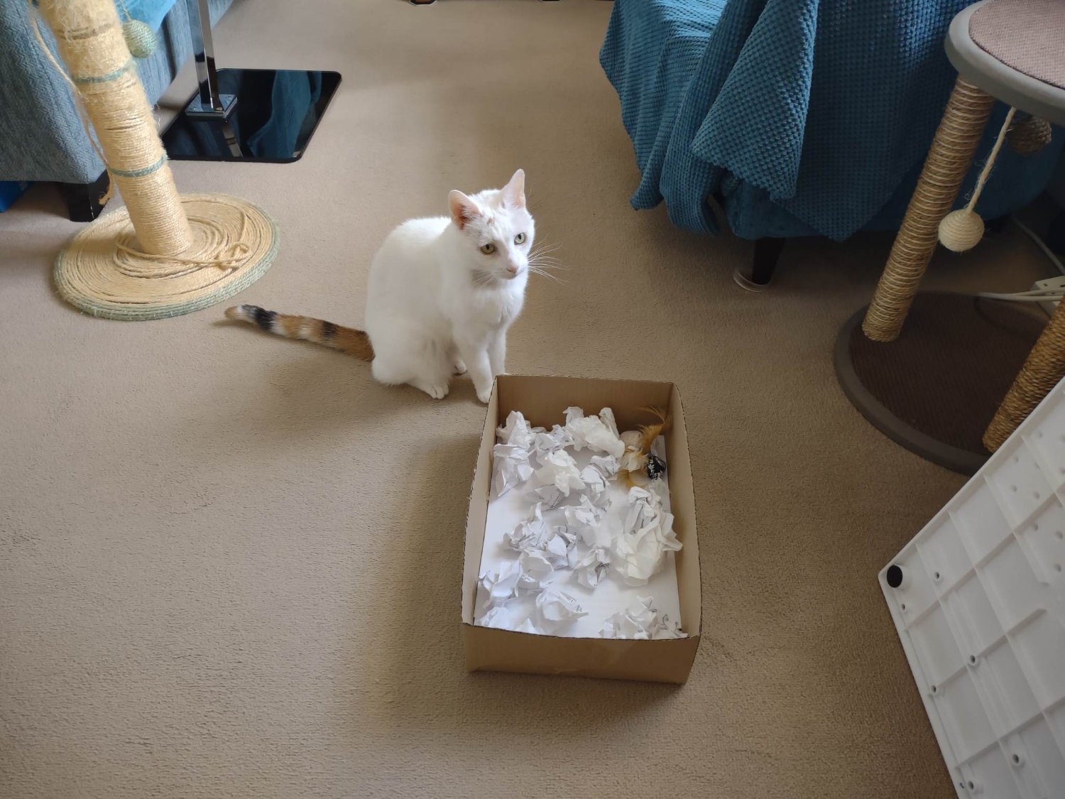 Solve Remembering Lily 1200 - to get in the box or not? jigsaw puzzle ...