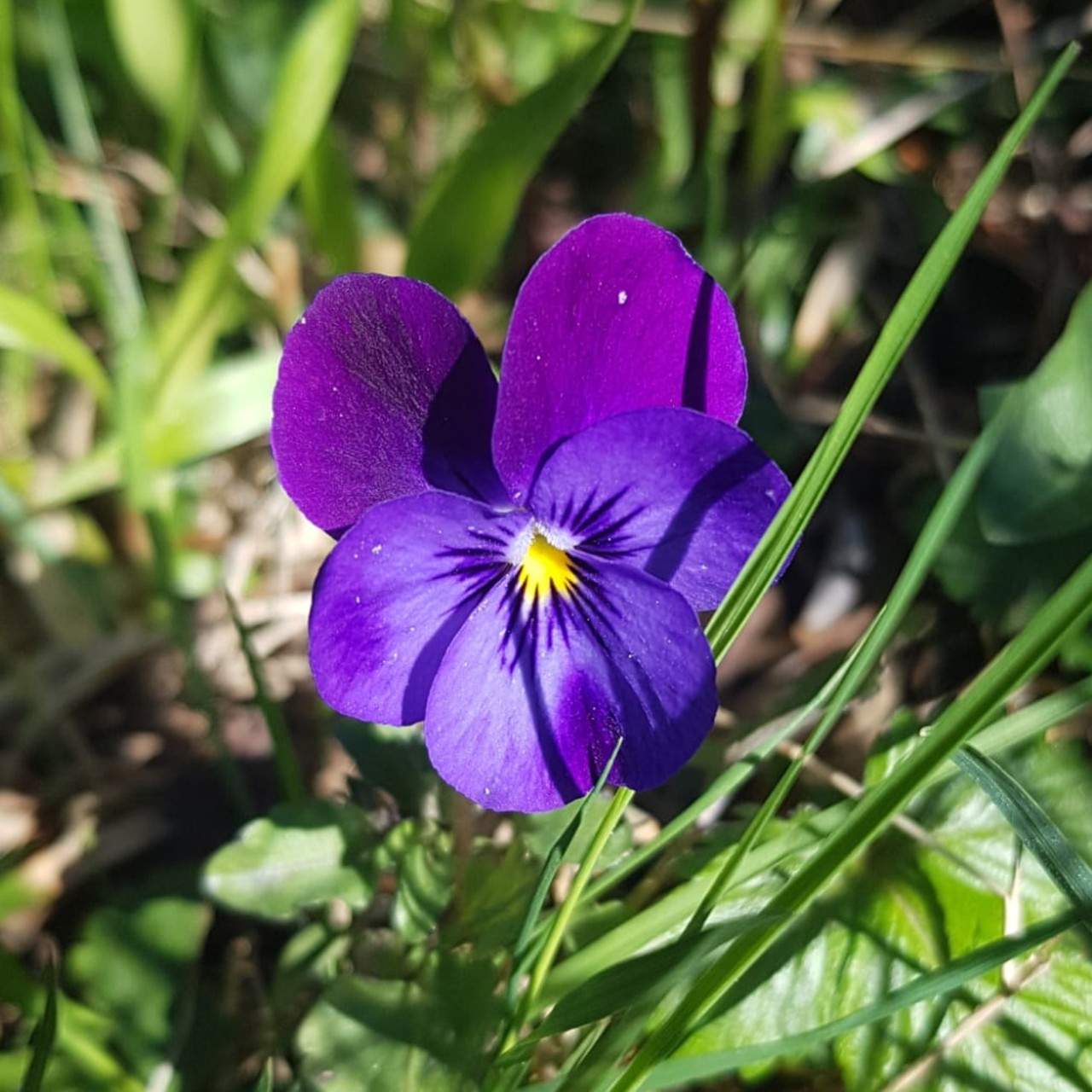 Jigsaw Puzzle Viola 121 pieces Jigidi