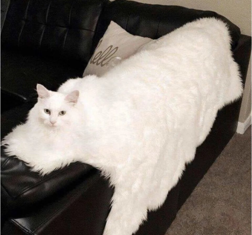 Solve Add a caption! jigsaw puzzle online with 16 pieces