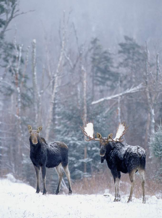 Solve MEESE because Goose = geese therefore Moose = MEESE jigsaw puzzle