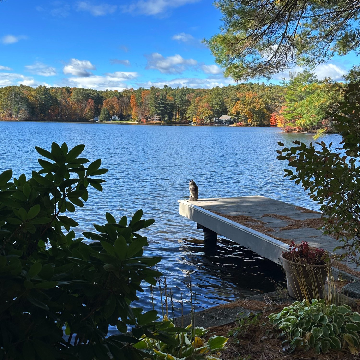 Solve George's owl jigsaw puzzle online with 81 pieces