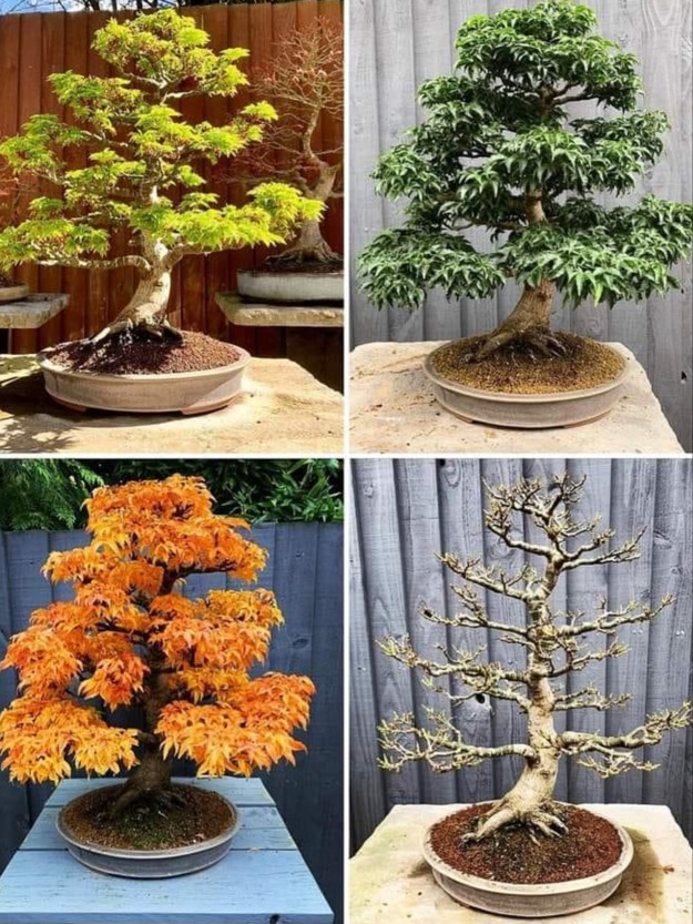 Solve Bonsai trees jigsaw puzzle online with 20 pieces