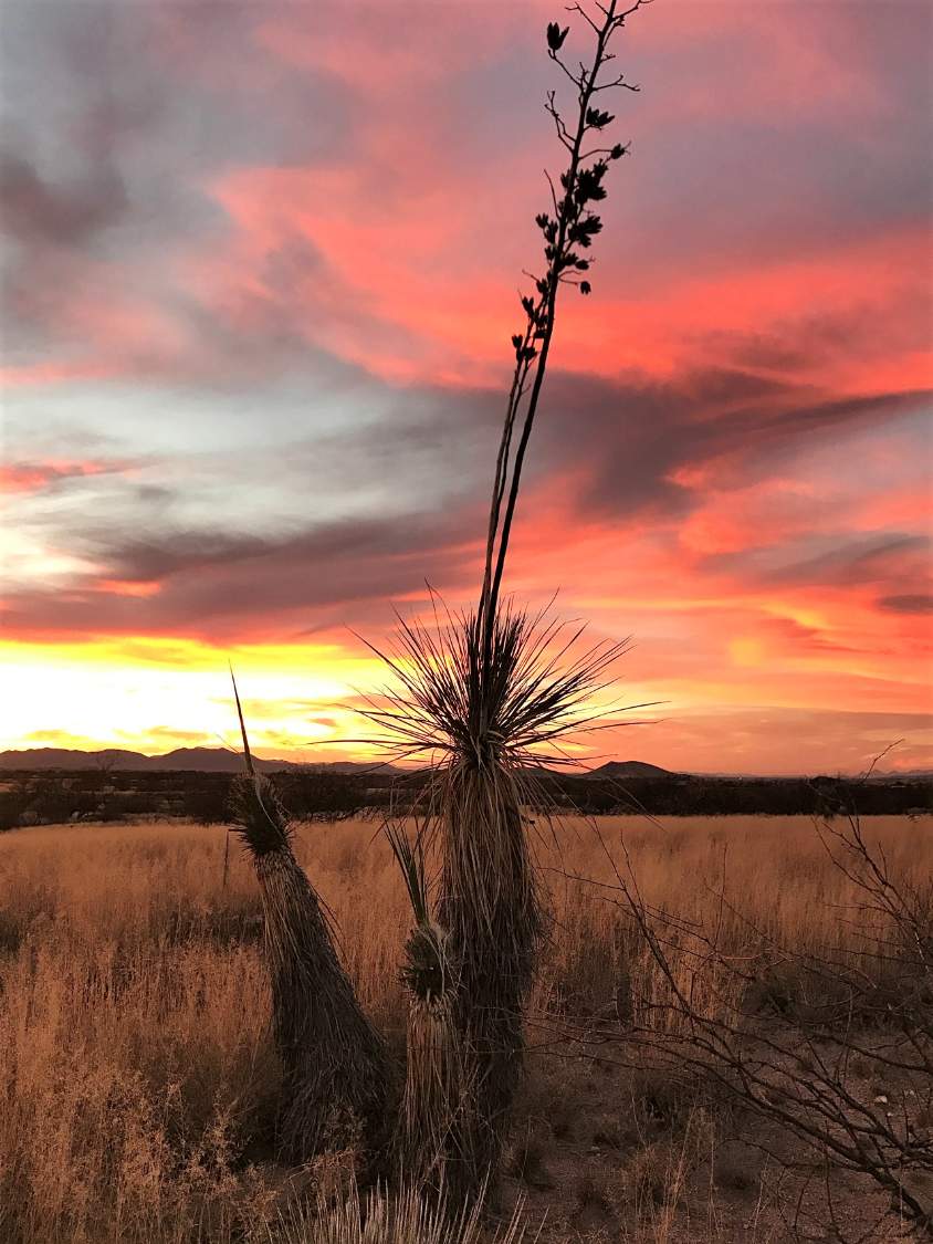 Solve Soaptree Yuccas (Yucca elata) jigsaw puzzle online with 35 pieces