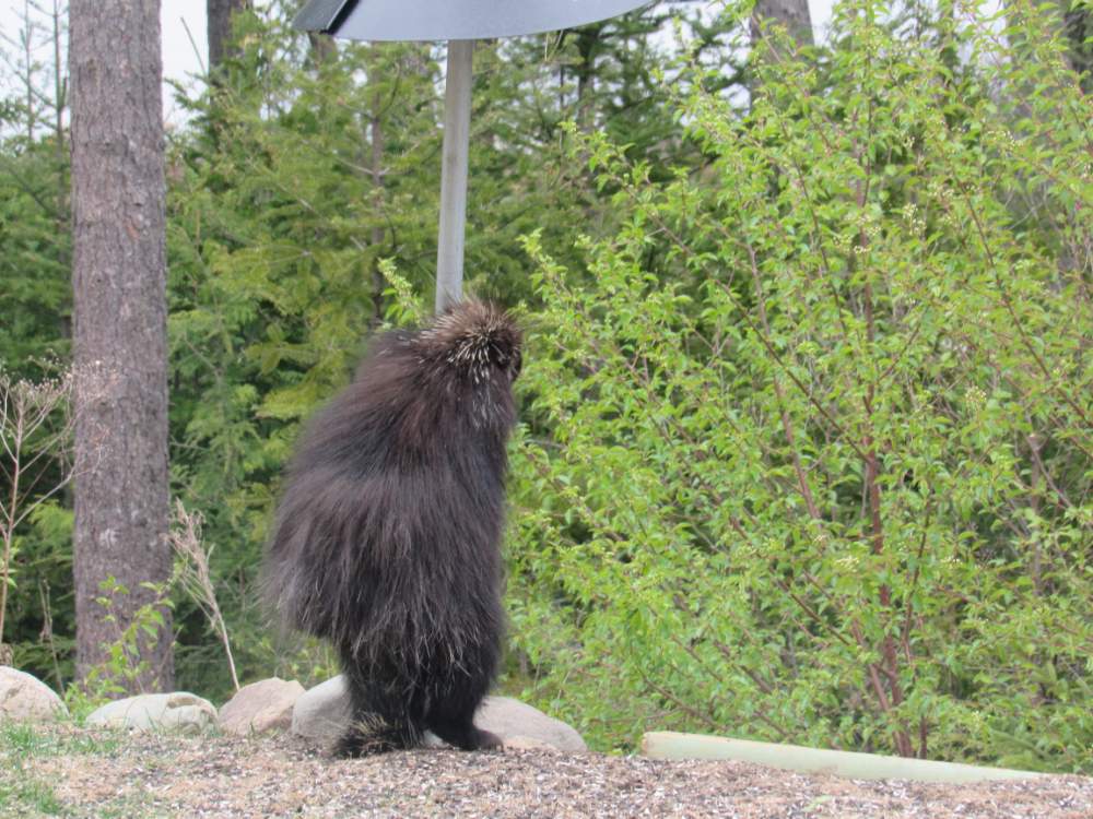 Solve Porcupine wondering how to get around the critter baffle jigsaw