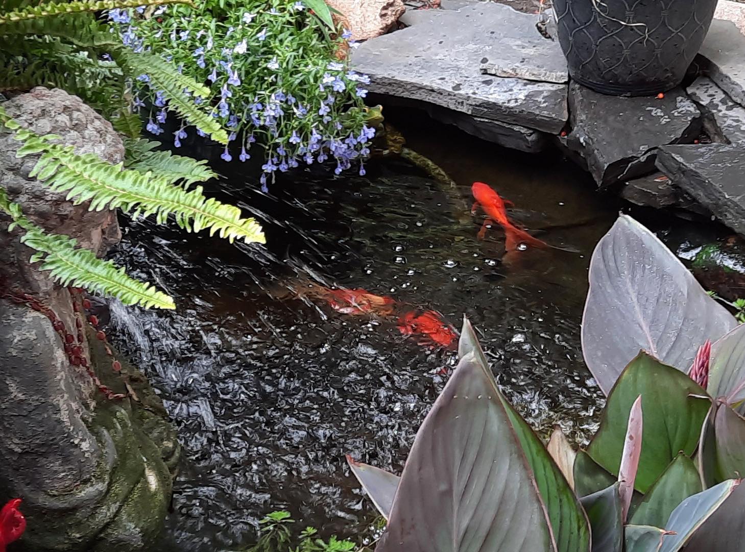 Solve Goldfish in my Pond jigsaw puzzle online with 140 pieces