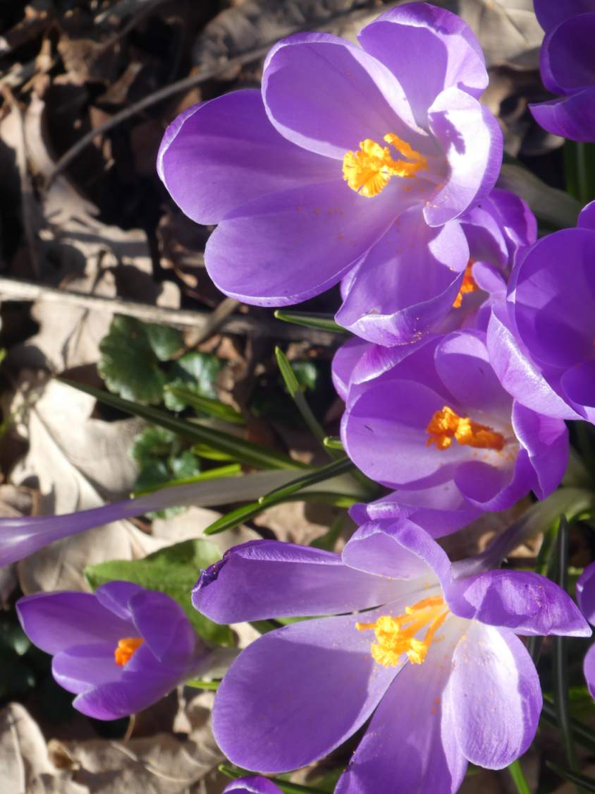 Solve Crocuses jigsaw puzzle online with 35 pieces