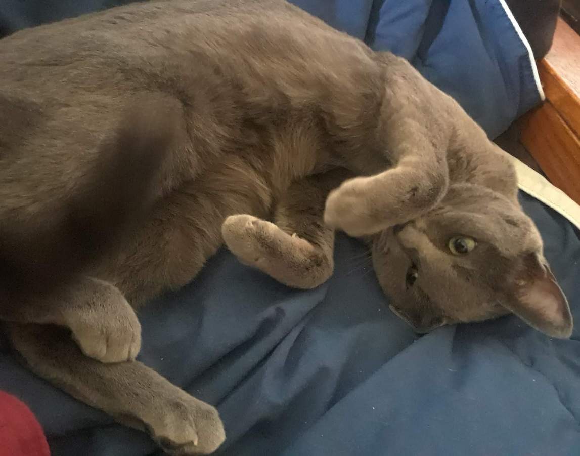 Solve Upside down Zig jigsaw puzzle online with 154 pieces