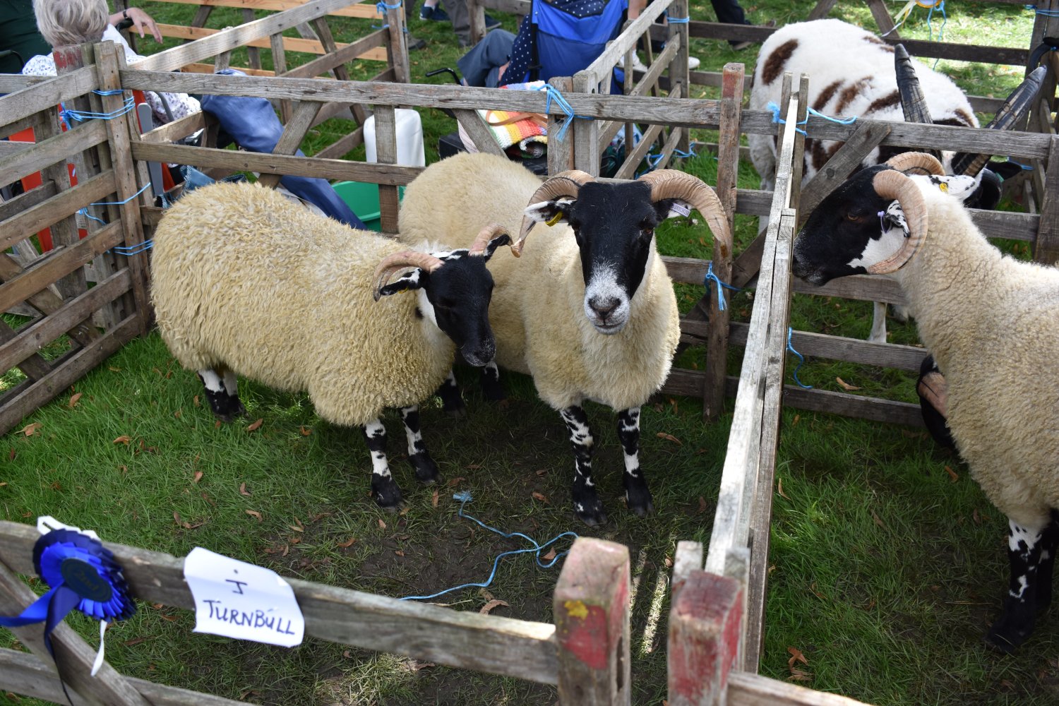 Solve Thornton Dale agricultural show Yorkshire England. jigsaw puzzle
