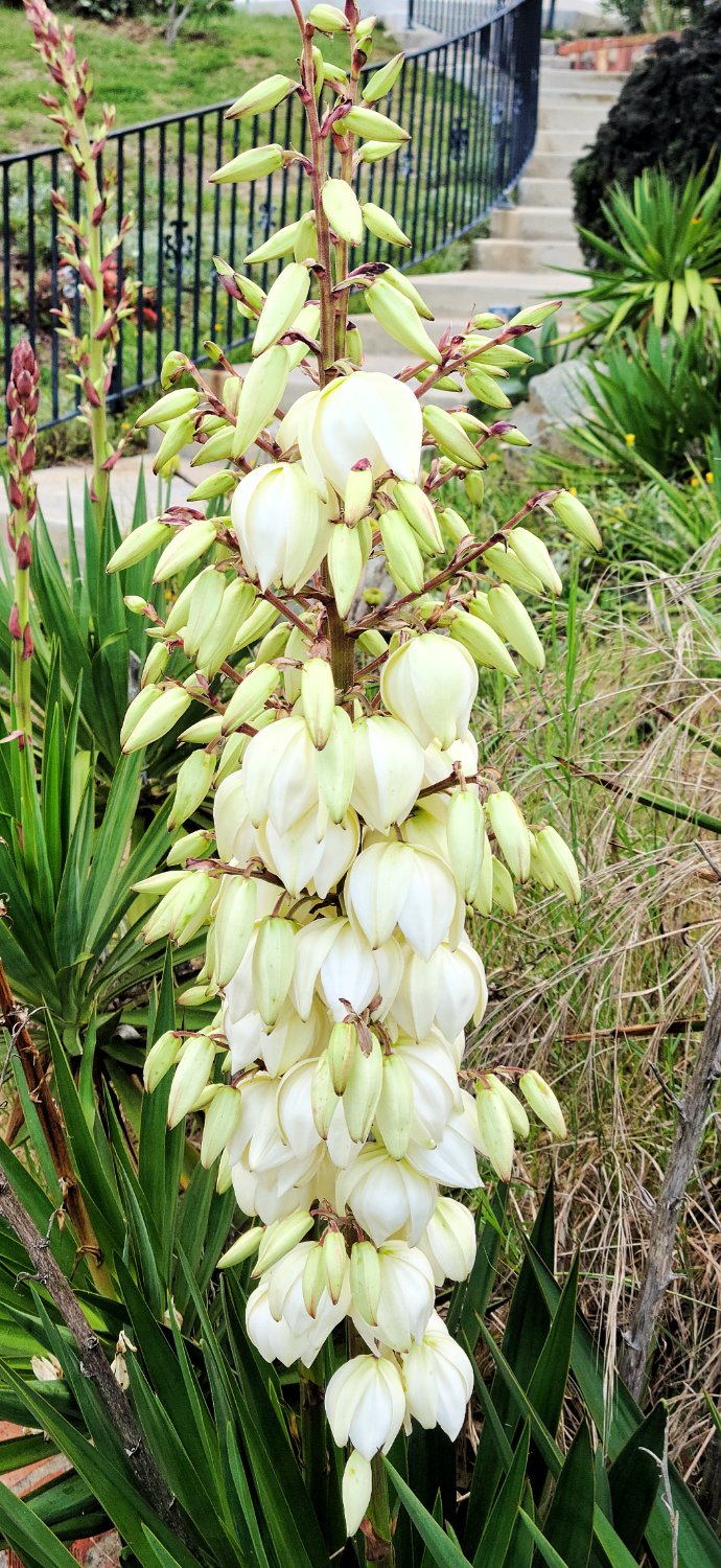 Solve Yucca Blossom jigsaw puzzle online with 32 pieces